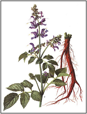 Medicinal uses of Dan shen, Asian red sage