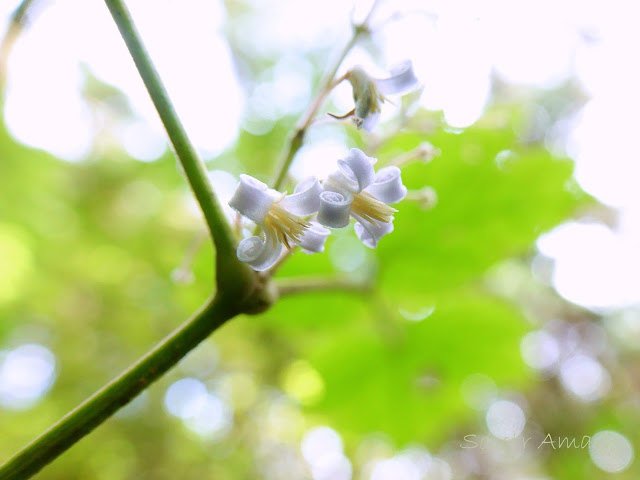 Clematis stans 