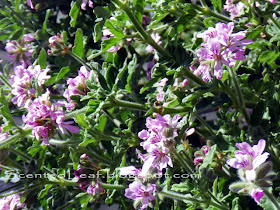 Blooming rose scented pelargoniums in my mother garden