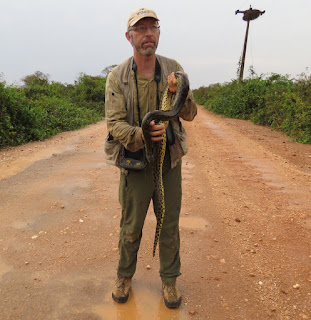 Eunectes notaeus, Yellow Anaconda