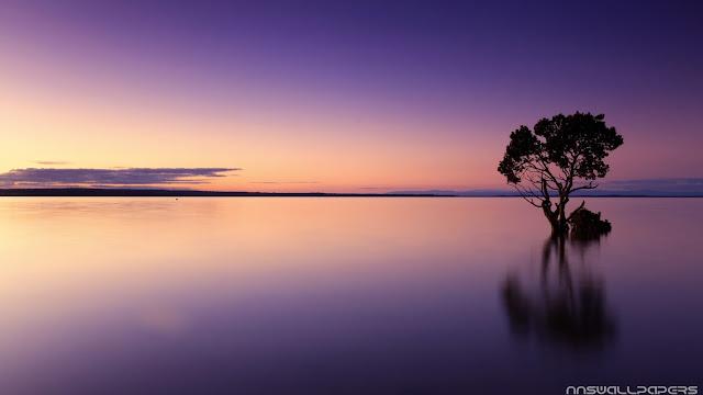 Beautiful Tree in the Sea