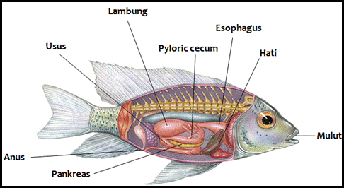  SISTEM  PENCERNAAN PADA  IKAN