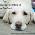 Top Pet Businesses For Starting in New Zealand