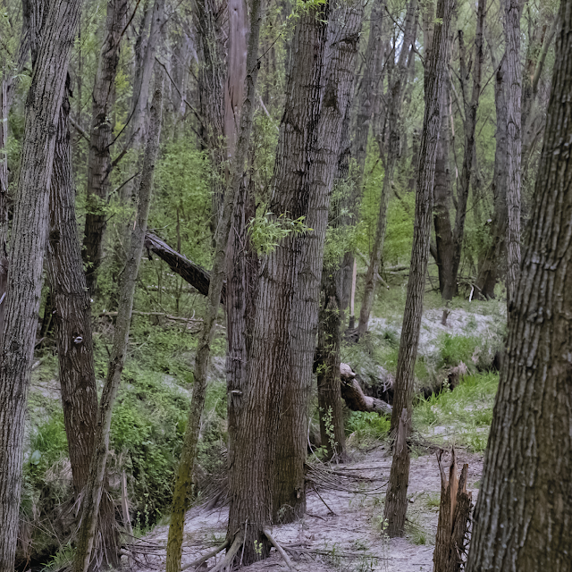 secret wood | danube river banks © Chris Zintzen | panAm productions