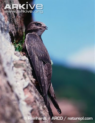 Common Swift