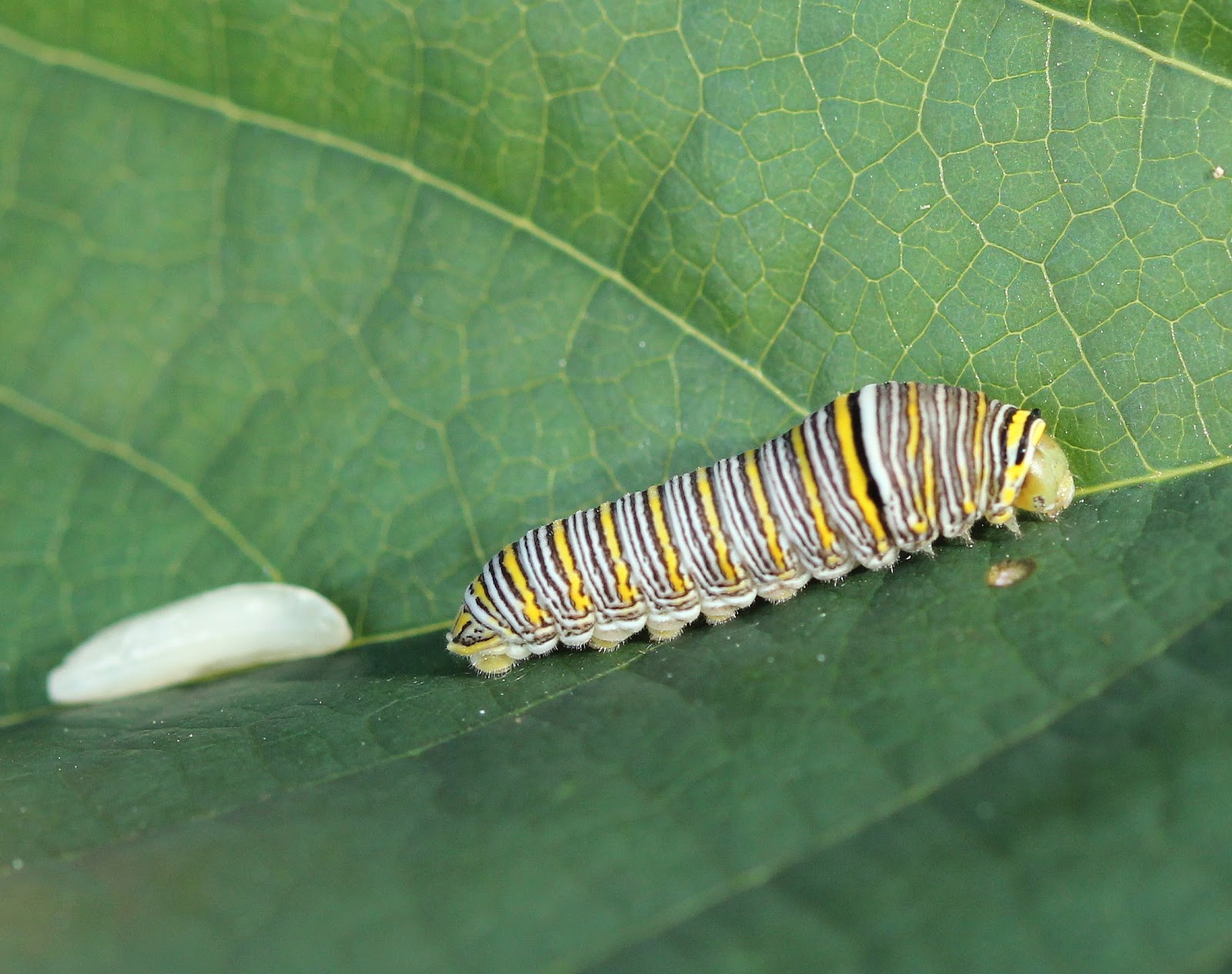 On the Wing: How to Grow a Zebra Swallowtail Butterfly!