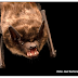  Esse morcego possui um pênis tão grande e "cabeçudo" que torna o sexo com penetração impossível