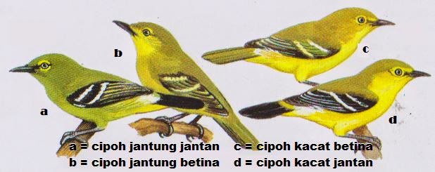 Image Mengenai Harga Terbaru Burung Kicau Murah Di Pasar 