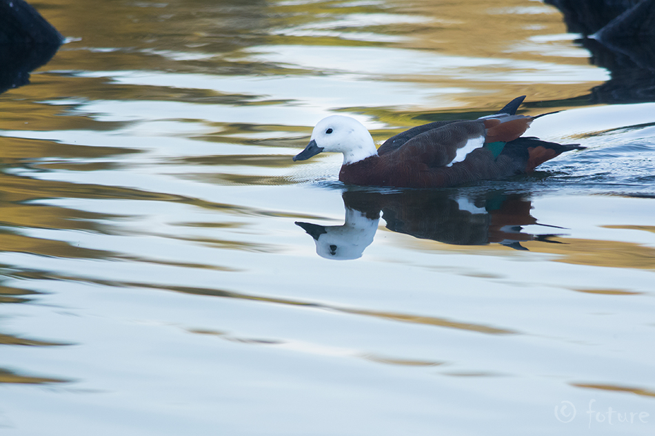 Paradiisipart, Tadorna variegata, Putangitangi, Paradise Shelduck, part, casarca, duck, New Zealand