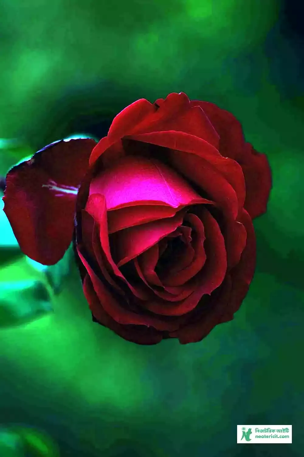 Red Rose Flower Images - Flower Images - Flower Pic 2023 Images - Flower Pictures Download - Various Flower Images - fuller chobi - NeotericIT.com - Image no 10