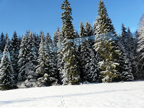 La forêt Noire à Noël