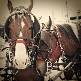 Horses in Charleston by SweeterThanSweets