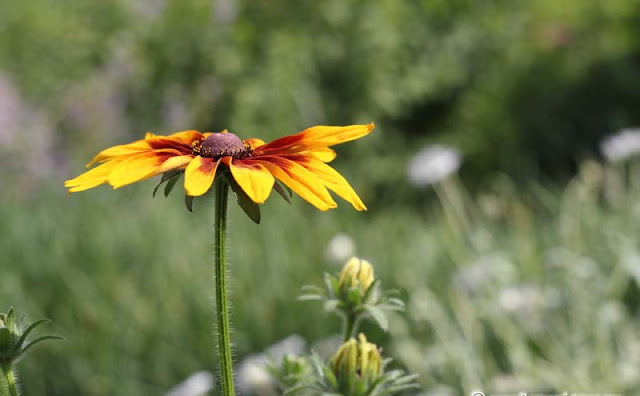 Rudbeckia Hirta Flowers Pictures