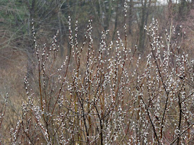 willow catkins