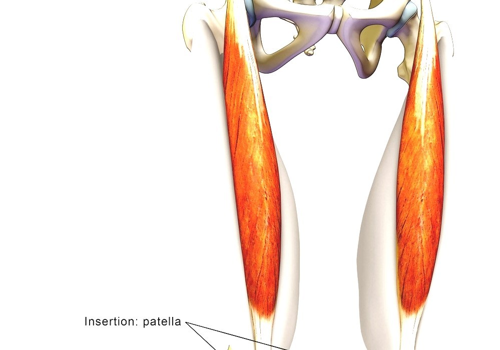 *click them to make them larger & view details. Quadriceps Femoris Muscle Human Leg Muscles Diagram