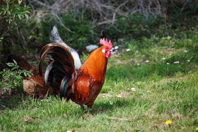 Cara ayam melindungi diri dari musuhnya