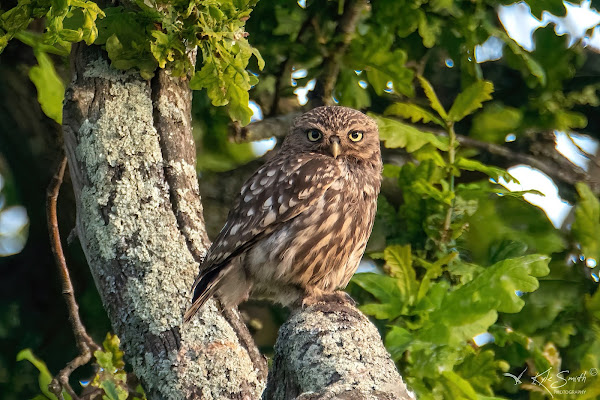 Little owl