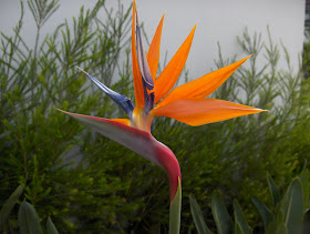 The flowers of Madeira and Funchal
