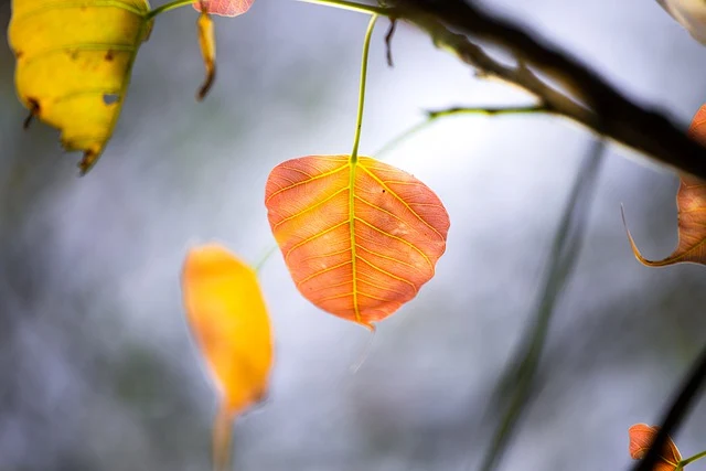 A close-up image of a sacred fig leaf on a tree.