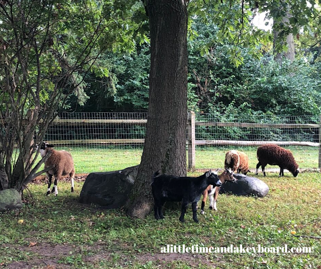 Farm animals just chilling in the golden evening sun at Abbey Farms in Aurora, Illinois.