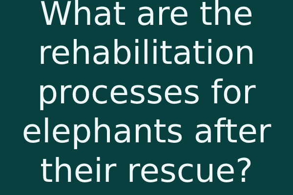 What are the rehabilitation processes for elephants after their rescue?