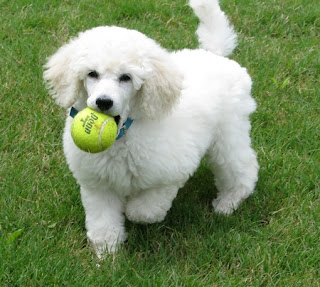 Poodle Puppy Pictures