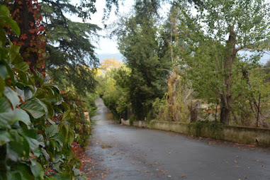 A bumpy road in Buyukada, surrounded by trees and their leaves.