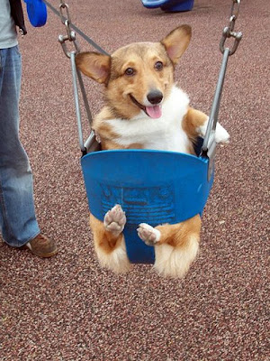 Cute Swinging Dogs Seen On www.coolpicturegallery.us