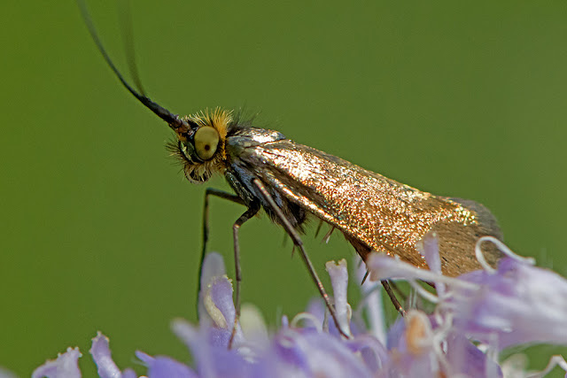 Nemophora metallica the Brassy Long-horn moth