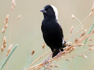 How fast can a bobolink run?