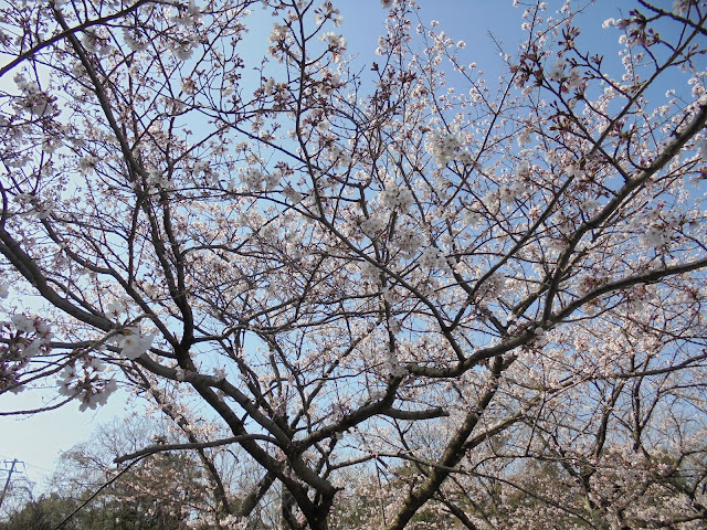 むきばんだ史跡公園の入り口の美しい桜