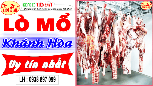 Lò mổ thịt cừu Nha Trang Khánh Hòa giá rẻ uy tín nhất