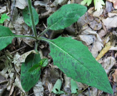 Épervière bleuâtre (Hieracium glaucinum)