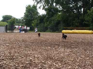 Cookie and Gigi running