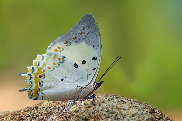 Polyura delphis