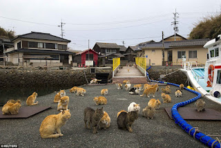 puluhan kucing sedang menunggu tamu di dermaga cat island