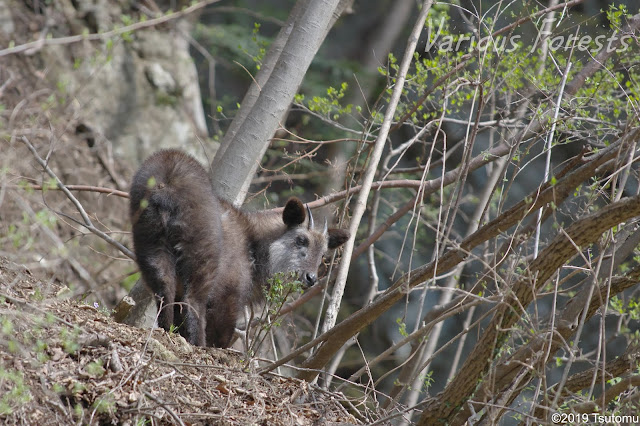 japanese serow