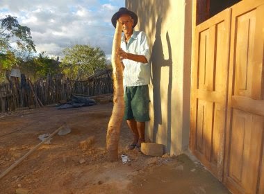 Bom Jesus da Serra: Agricultor colhe mandioca gigante
