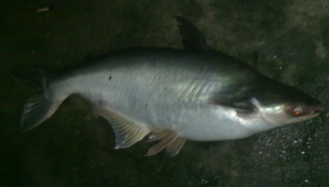 Umpan Jitu Mancing Ikan Patin Mekong Hiu Air Tawar