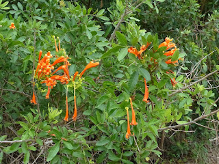 Pyrostegia venusta - Liane aurore - Liane de feu - Liane corail