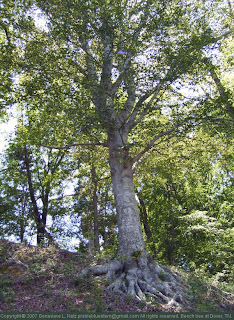 Beech tree on the bluffs of the Cumberland River