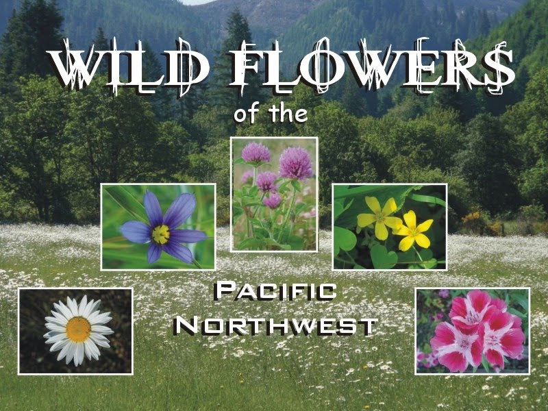 Oregon Like No Other Pacific Northwest Wild Flowers