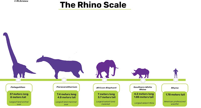 Escala que compara el tamaño de Patagotitan, Paraceratherium, elefante africano, rinoceronte blanco del sur y luchador Rhyno