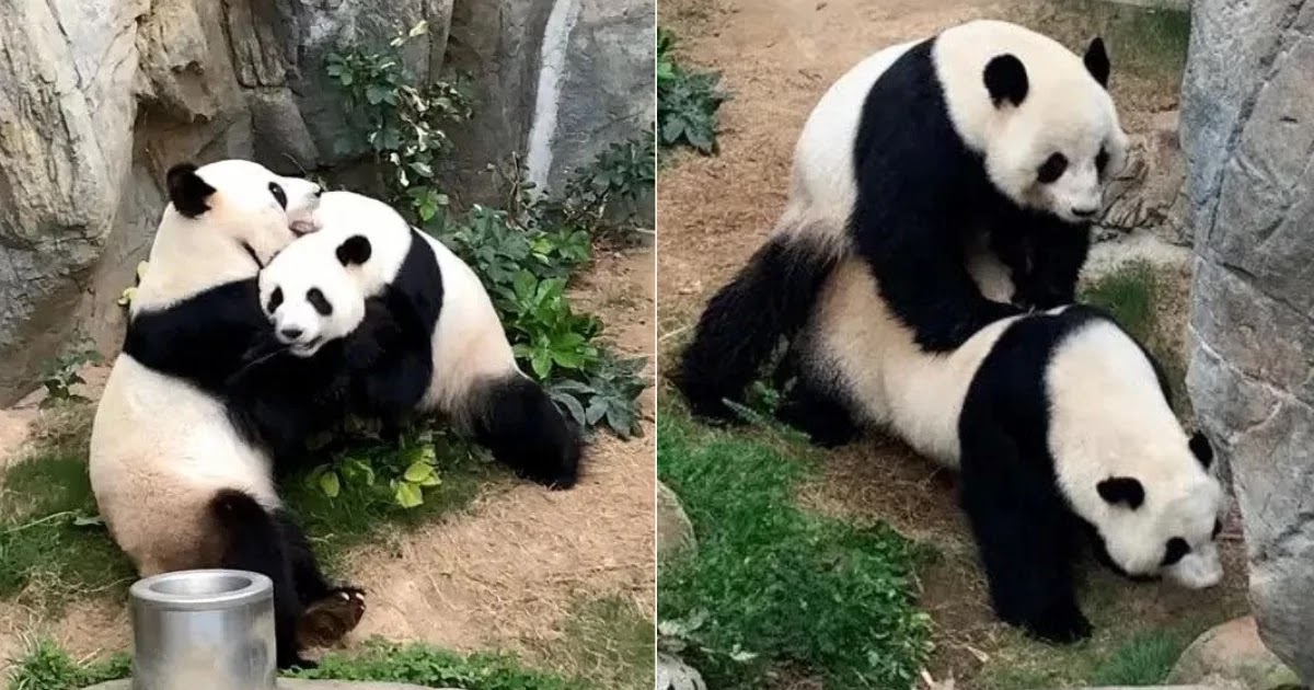 With Zoo In Hong Kong Closed Due To CoVid-19, Pandas Finally Have Sex For The First Time In 10 Years!