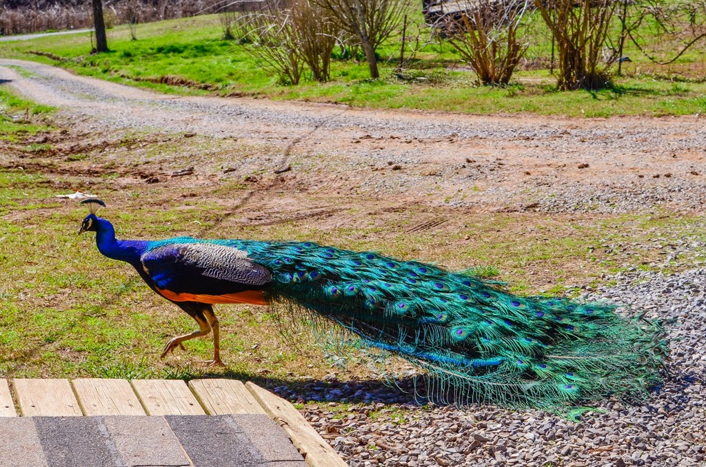 peacock-19481