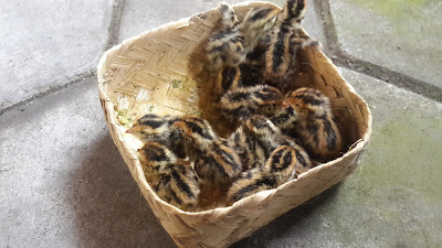 Burung Puyuh - Quail birds from Semarang bus to Salatiga