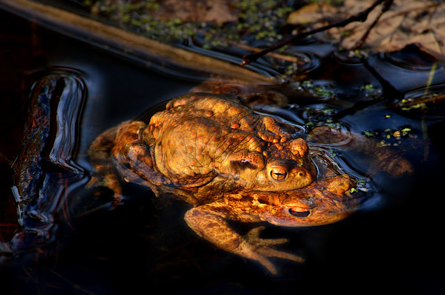 "La Mare aux Fées" Forêt de Fontainebleau, crapaud commun, Bufo bufo