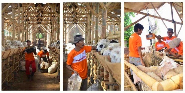 Harga Kambing Qurban 2017 ~ Tabungan Qurban Rumah Zakat