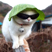 LETTUCE CAT. with 0 comentarios Etiquetas: FUNNY. LOVE THE LETTUCE ! (the lettuce cat)