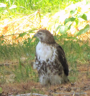 Red-tailed Hawk